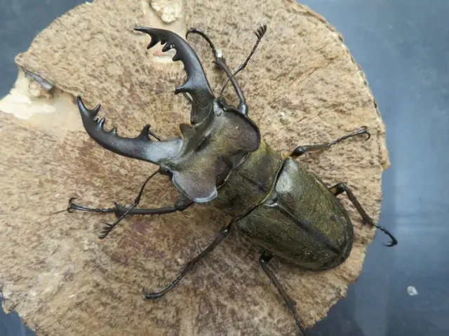 ミヤマクワガタ（宮崎県日南）74ミリ