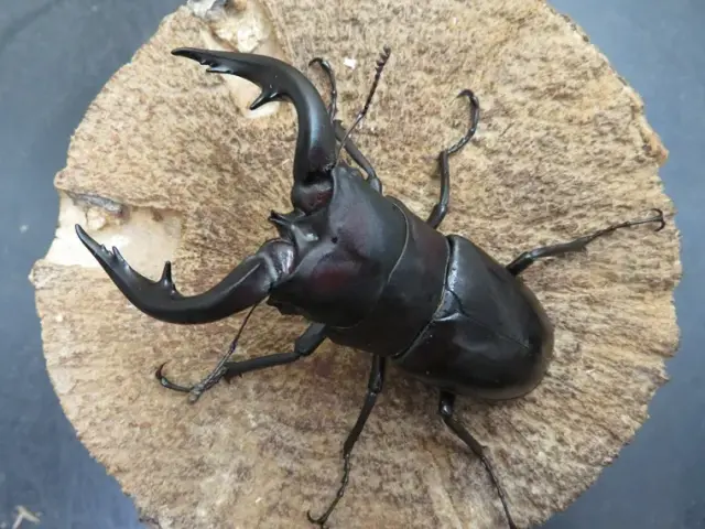 アマミノコギリクワガタ76ミリ