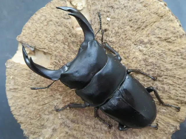 国産オオクワガタ（佐賀県神埼）74ミリ
