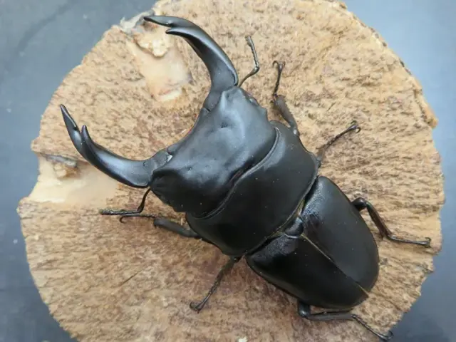 国産オオクワガタ（佐賀県神埼）78ミリ訳あり品