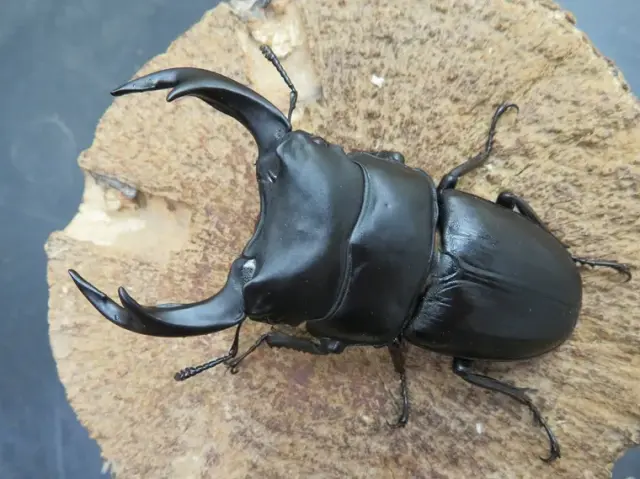 国産オオクワガタ（福岡県久留米産）特大74mmペア販売/クワガタ工房 虫吉