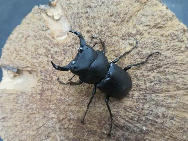 キュウシュウヒメオオクワガタ（熊本県）39ミリ