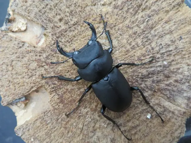 キュウシュウヒメオオクワガタ（熊本）43ミリ