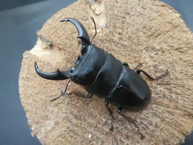 オキナワヒラタクワガタ（久米島）62ミリ