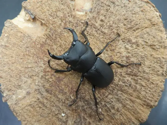 キュウシュウヒメオオクワガタ（熊本県）43ミリ