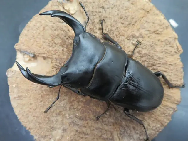 国産オオクワガタ（福岡県久留米）79ミリ