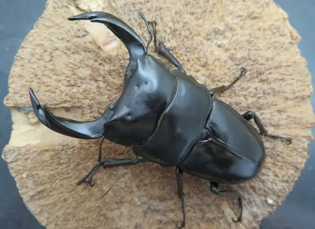 国産オオクワガタ（佐賀県千代田）73ミリ