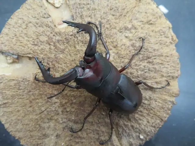 ヤクシマノコギリクワガタ62ミリ