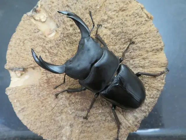 国産オオクワガタ（福岡県久留米）70ミリ