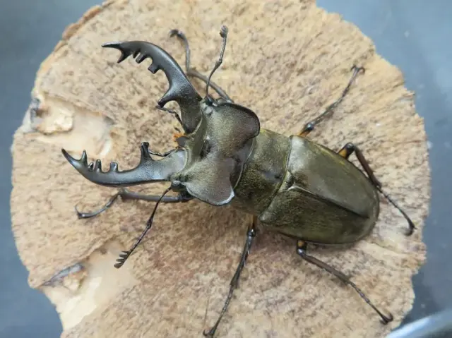 ミヤマクワガタ（宮崎県日南市）71ミリ