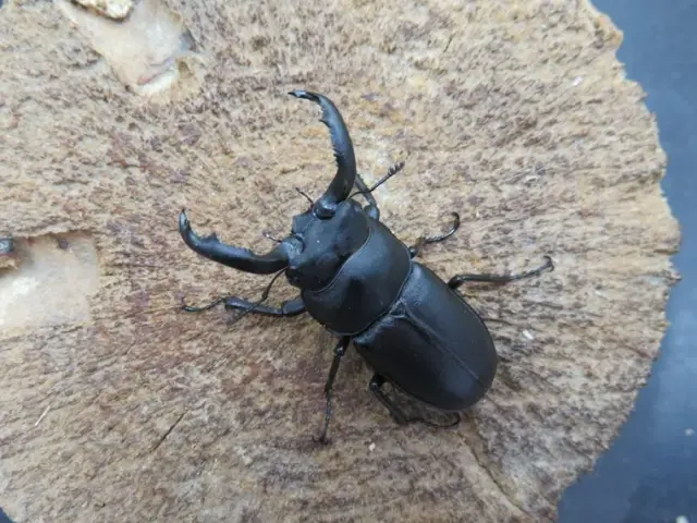 アマミシカクワガタの販売/クワガタ工房 虫吉 アマミシカクワガタの販売/クワガタ工房 虫吉