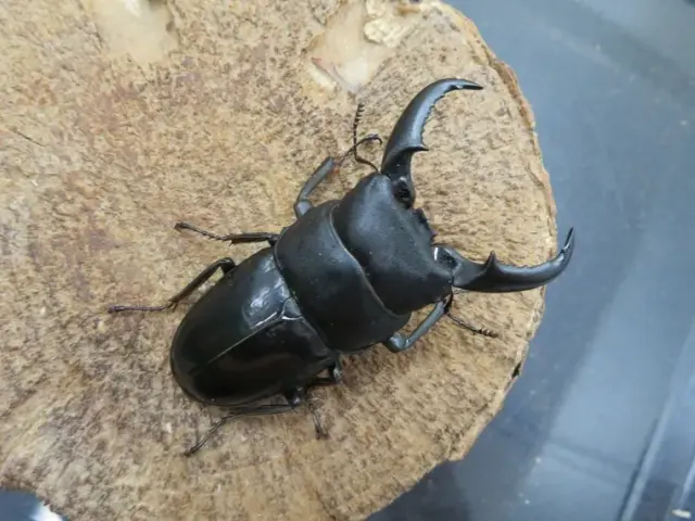 オキナワヒラタクワガタ（久米島）61ミリ