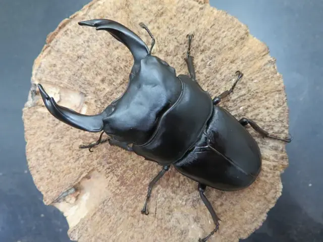 国産オオクワガタ佐賀県千代田産80ミリペア販売/クワガタ工房 虫吉