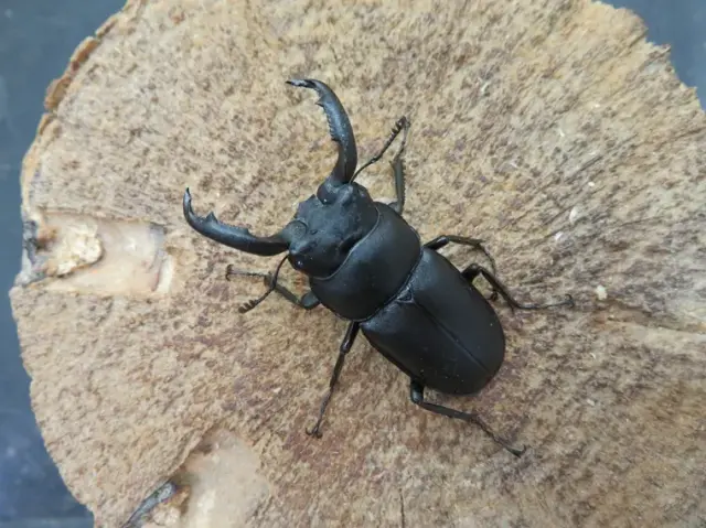 離島産の珍しいクワガタの販売/クワガタ工房 虫吉