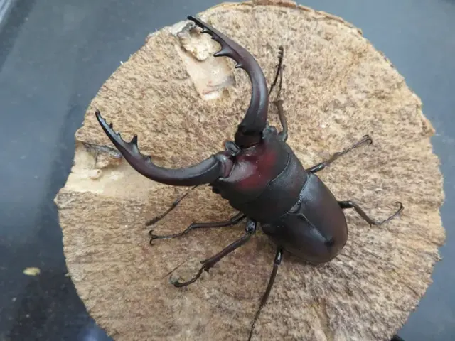壱岐産ノコギリクワガタ超特大69ミリペア販売/クワガタ工房 虫吉