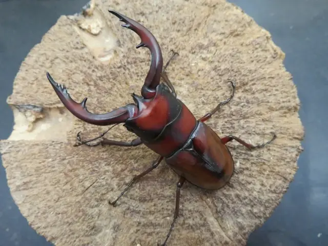 トカラノコギリクワガタ（中之島）64ミリ