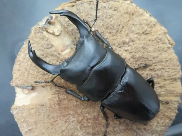 超特大の商品一覧