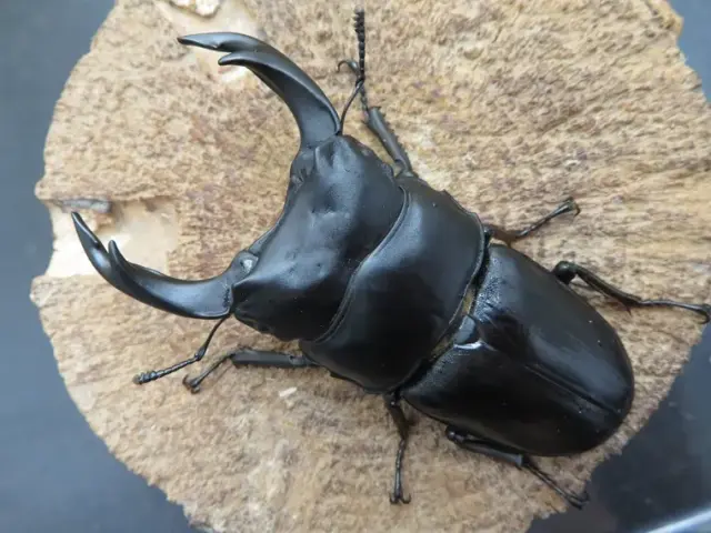 国産オオクワガタ（福岡県久留米）77ミリ