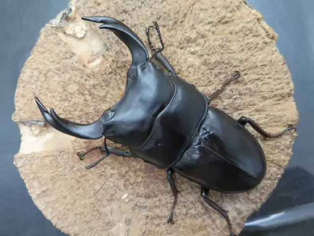 国産オオクワガタ（福岡県久留米）78ミリ