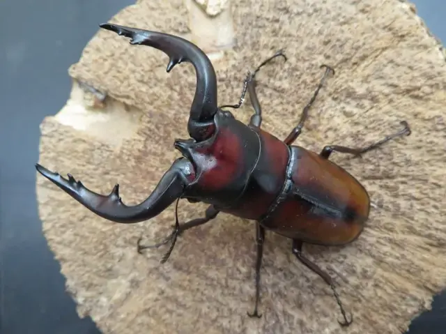 トカラノコギリクワガタ（中之島）72ミリ