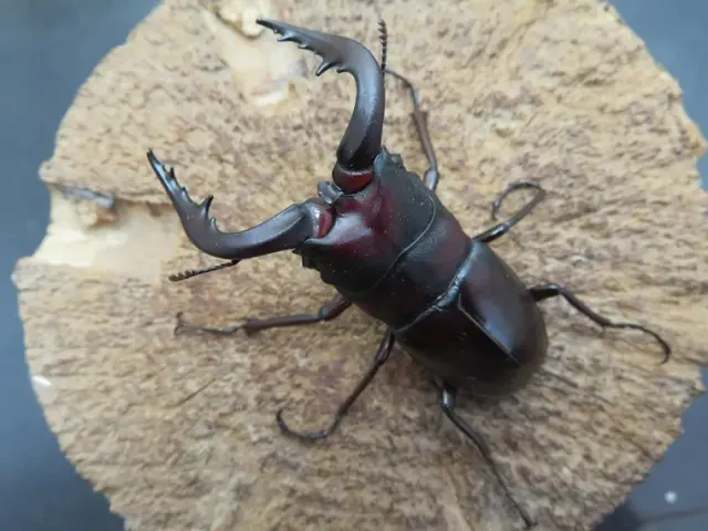 ヤクシマノコギリクワガタ60ミリ