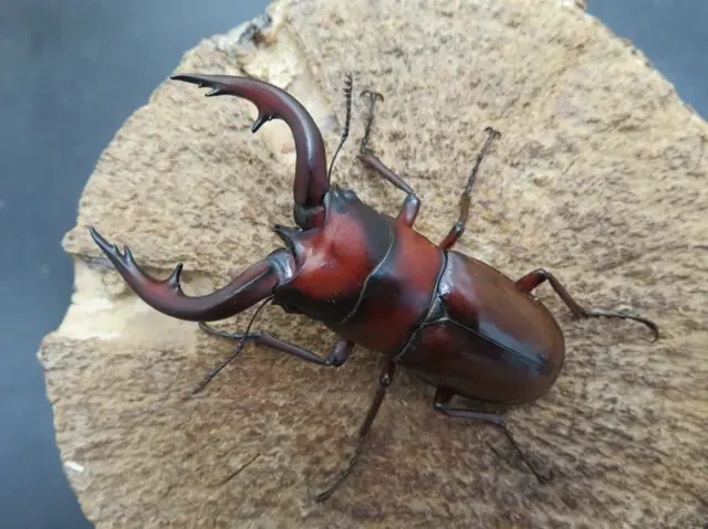 トカラノコギリクワガタ（中之島）65ミリ