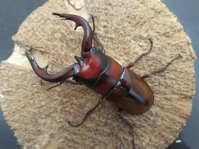 トカラノコギリクワガタ（中之島）67ミリ