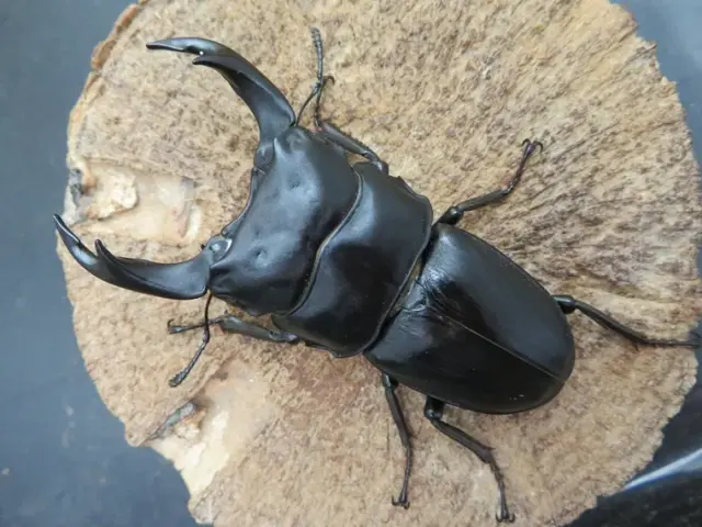 国産オオクワガタ（佐賀県千代田）73ミリ