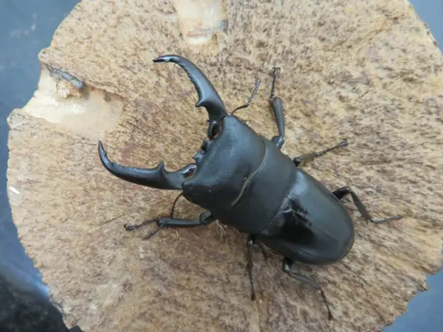 屋久島産ヒラタクワガタ58ミリ