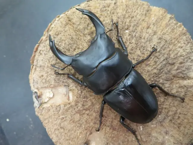 国産オオクワガタ（福岡県久留米）72ミリ