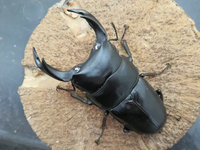 国産オオクワガタ（佐賀県千代田）74ミリ
