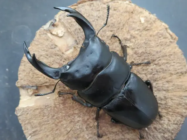 国産オオクワガタ（佐賀県千代田）78ミリ