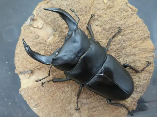 国産オオクワガタ（佐賀県千代田）79ミリ