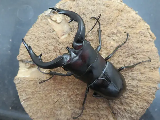 アマミノコギリクワガタ76ミリ