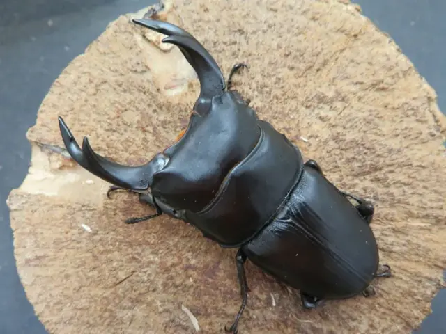 国産オオクワガタ（福岡県城島）72ミリ