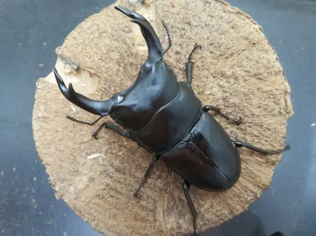 国産オオクワガタ（佐賀県千代田）75ミリ