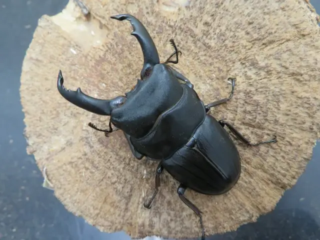 スジブトヒラタクワガタ（奄美大島）63ミリ