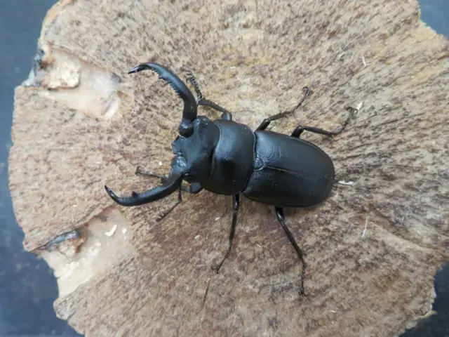 アマミシカクワガタ46ミリ