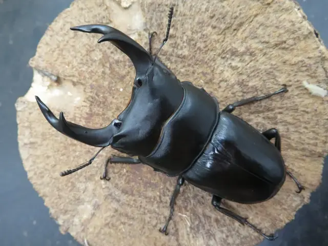 国産オオクワガタ（福岡県久留米）75ミリ