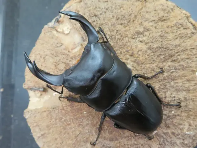 国産オオクワガタ（福岡県城島）70ミリ