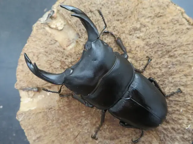 国産オオクワガタ（福岡県城島）73ミリ