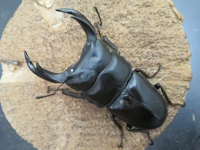 国産オオクワガタ（佐賀県千代田）71ミリ