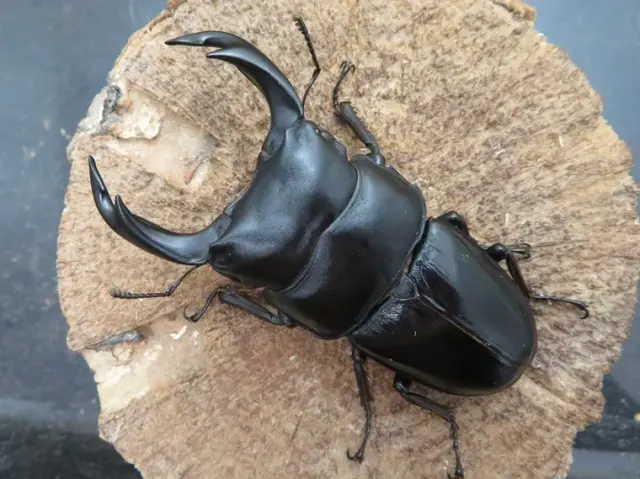 超特大の商品一覧