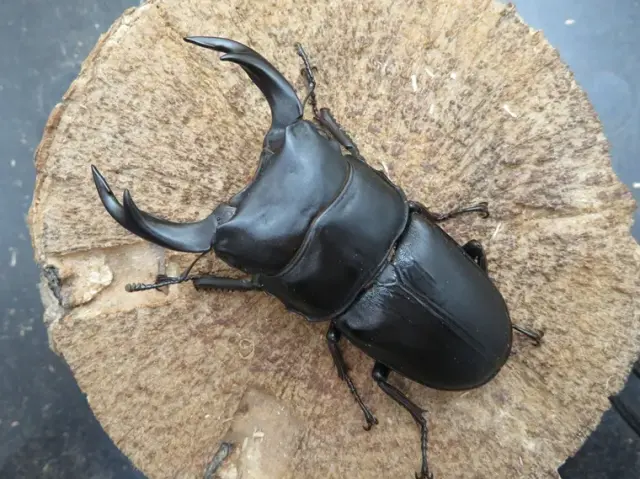 国産オオクワガタ（福岡県城島）71ミリ