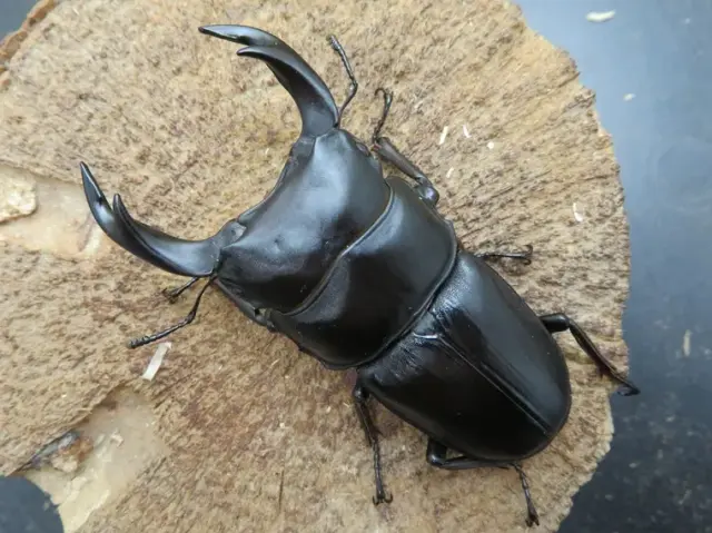 国産オオクワガタ（福岡県城島）70ミリ