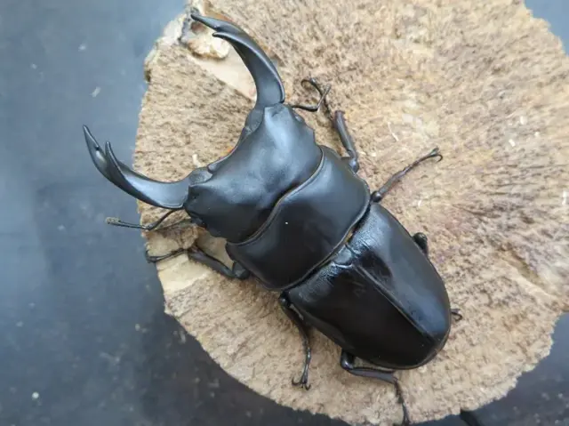 国産オオクワガタ（佐賀県神埼）75ミリ