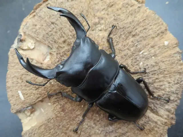国産オオクワガタ（佐賀県千代田）73ミリ