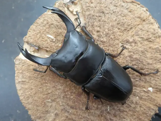 国産オオクワガタ（佐賀県神埼）76ミリ