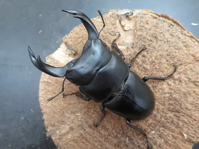 国産オオクワガタ（佐賀県千代田）75ミリ