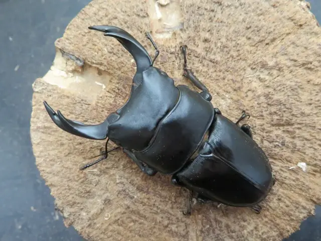 国産オオクワガタ（佐賀県神埼）73ミリ